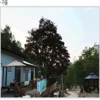 광릉솔개캠핑…